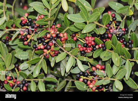 Mastic Tree Pistacia Lentiscus Crete Stock Photo Alamy