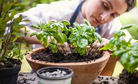 Como plantar manjericão 9 dicas para cultivar a planta VÍDEOS