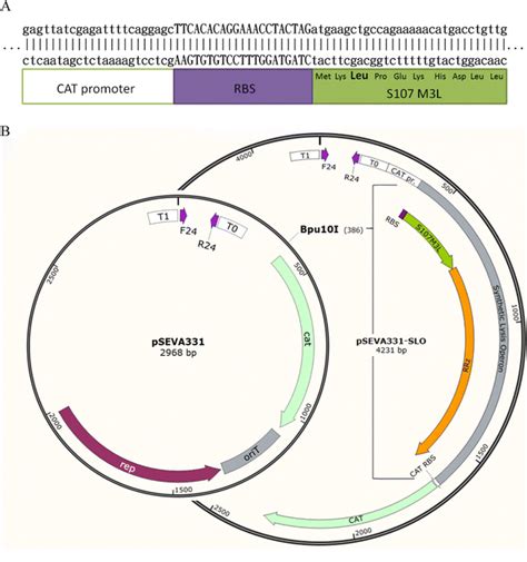 Outline of genetic design and implementation of autolysis system. a ...