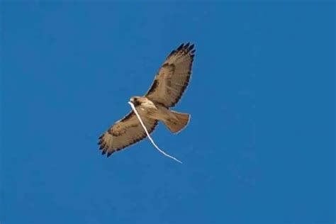 15 Types Of Birds That Eat Snakes Pictures Bird Feeder Hub