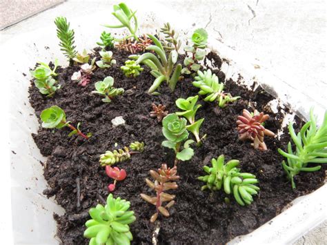 20 Assorted Variety Succulent Cuttings – Winter Hardy – Succulent Plants UK