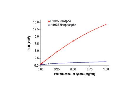 Cst Pathscan Phospho Egf Receptor Tyr Chemiluminescent Sandwich