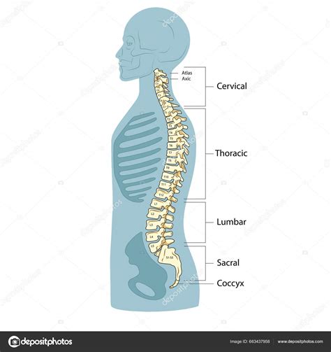 Ihmisen Selkärangan Rakenne Selkärangan Kaavio Kaavamainen Vektori Kuva