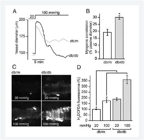 Ros Levels Are Elevated In Vascular Smooth Muscle Cells Of Arterioles