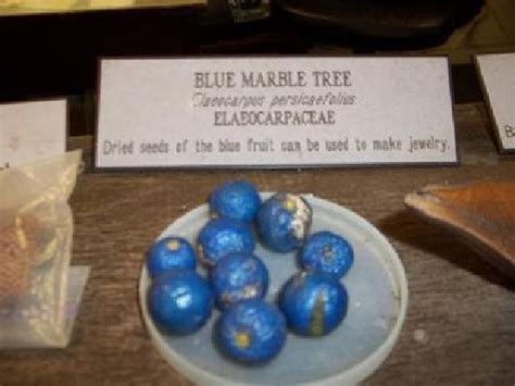 Blue Marble Tree Seeds Picture Of Foster Botanical Gardens Honolulu