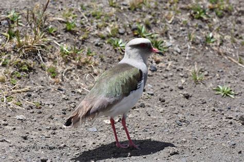 Mis imágenes de aves ACUATICAS EN LA LAGUNA DE LIMPIOPUNGO