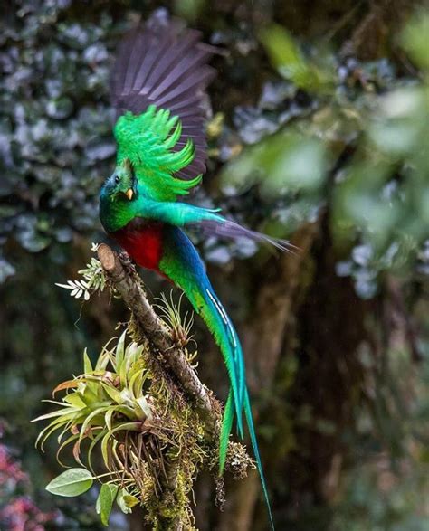 Quetzal Puerto Rico Grabados De Aves Pájaros Hermosos Aves De Colores