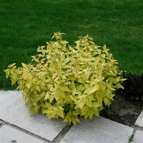 Spiraea Japonica Goldmound