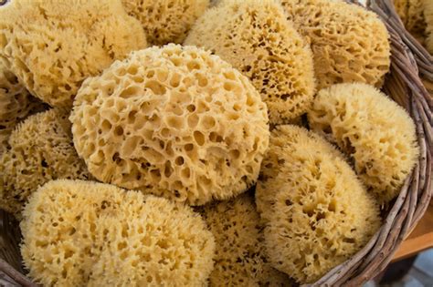 Natural sea sponges in a basket | Sitka Sound Science Center - Sitka ...