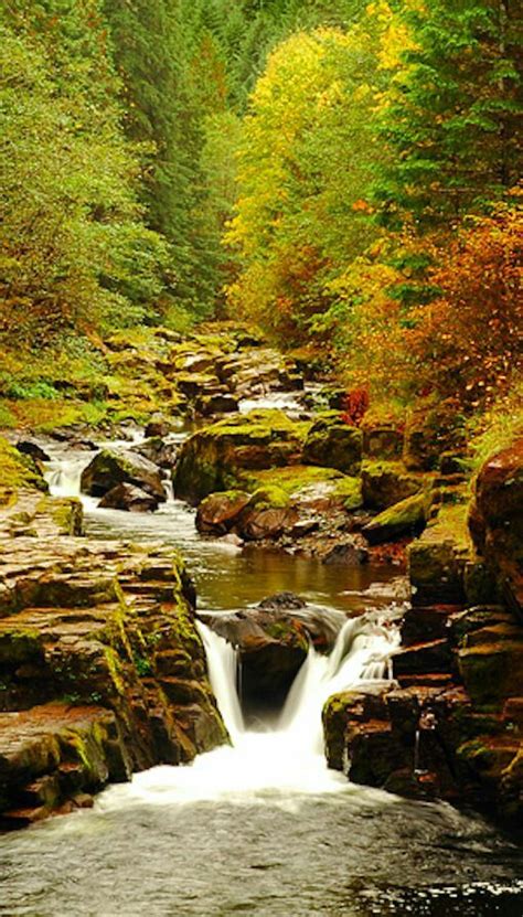 Otoño en Brice Creek, cerca de Cottage Grove, Oregon | Oregon waterfalls, Scenery, Beautiful ...