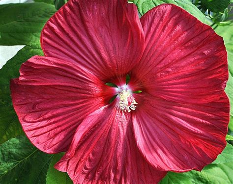 15 Burgandy Red Hardy Dinnerplate Hibiscus Seed For The Etsy