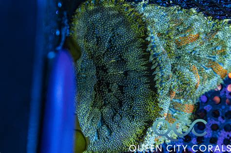 Maxi Mini Carpet Anemones Queen City Corals