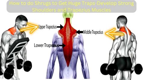 Best Shrug Exercises To Get Huge Traps Develop Strong Shoulders And