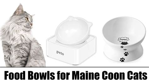 Food Bowls For Maine Coon Cats Our Top 5 Youtube