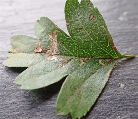 Bucculatrix Bechsteinella Somerset Moths