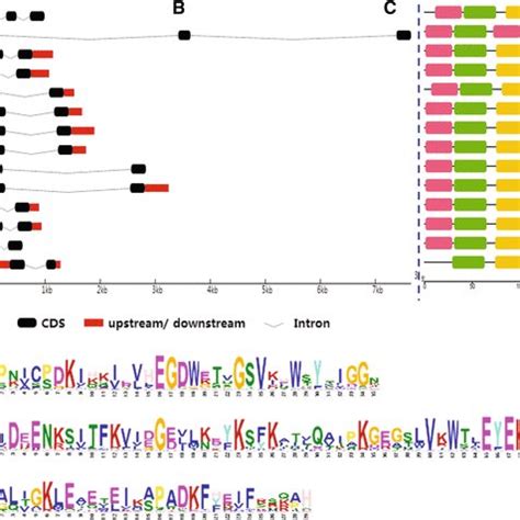 Phylogenetic Tree Gene Structure And Architecture Of Conserved Motifs