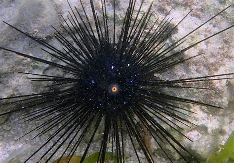 Black Longspine Urchin Project Noah