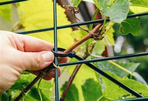 Using Cable Ties Stock Photos Free And Royalty Free Stock Photos From