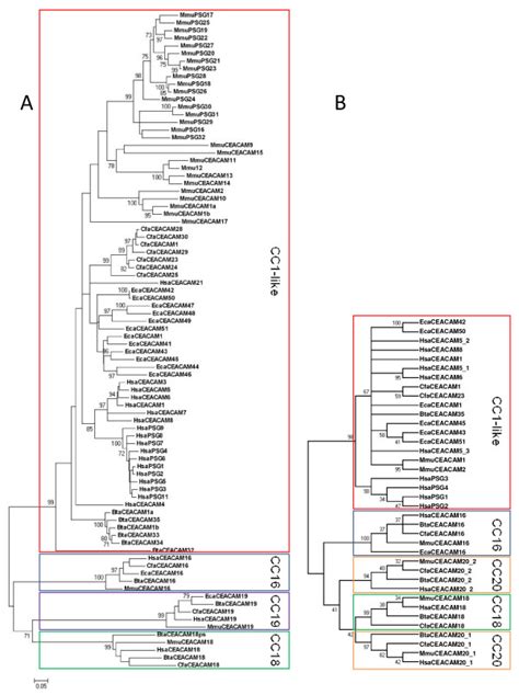 Phylogeny Of Mammalian Carcinoembryonic Antigen Related Cell Adhesion