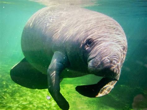 Manatee Facts Knowledge Challenge 11 Kobee Manatee