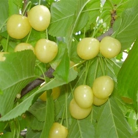 Саджанці Яскрава Черешня Дачниця (33429) – купити онлайн на ROZETKA