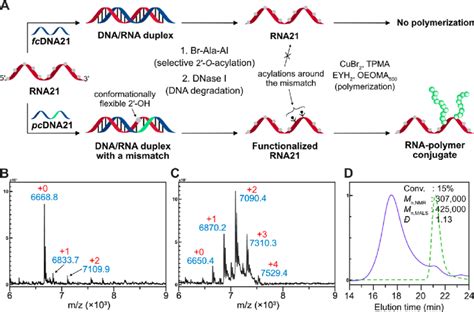 Site Selective Rna Functionalization Through Complementary Dna Guided