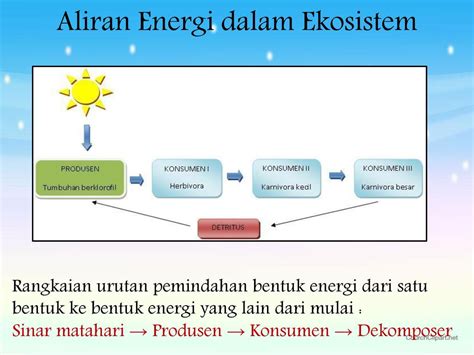 Latihan Soal Engidentifikasi Aliran Energi Dan Daur Materi Pada