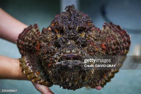 This Photo Taken On April 8 2024 Shows A Stonefish The Worlds Most