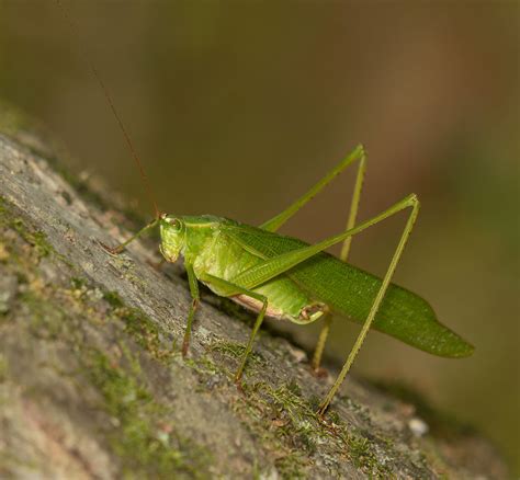 Katydid Macro Close Up Critiques Nature Photographers Network