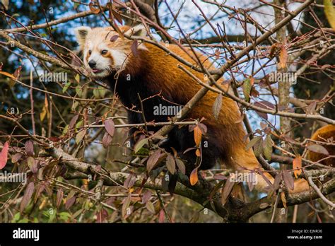 Red Panda Side View Hi Res Stock Photography And Images Alamy