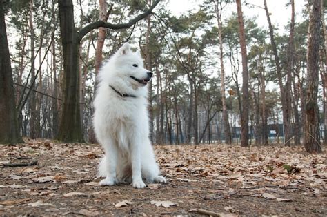 Un Perro Blanco Se Sienta En El Bosque Con La Palabra Samoyedo En El