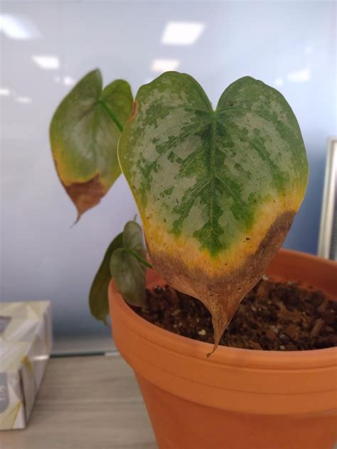 Silver Leaf Philodendron Leaves Are Browning Rplantclinic