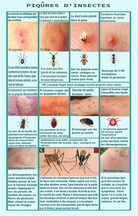 Soulager les piqûres d insectes ou démangeaisons Piqure insecte