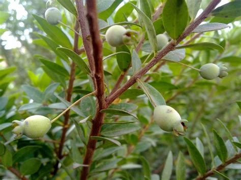 Cardamom | Seeds of Cardamom tree are very small and fall before ripening