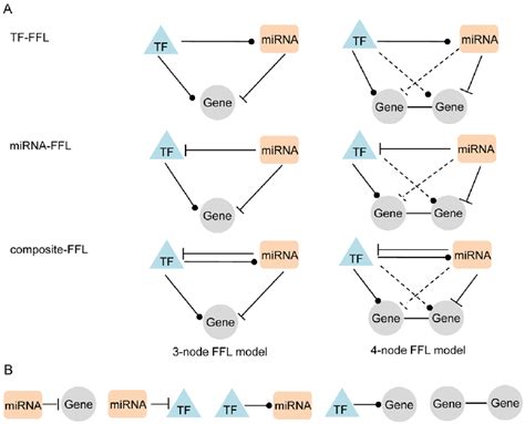 A Catalogue Of Mixed Feed Forward Regulatory Loops Ffls According To Download Scientific