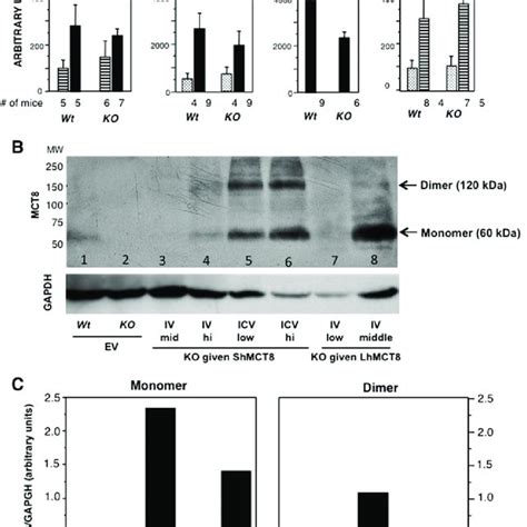 Pdf Adeno Associated Virus 9 Based Gene Therapy Delivers A Functional Monocarboxylate