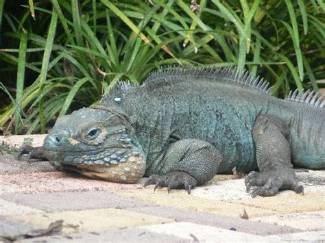 Blue Iguana Facts And Pictures