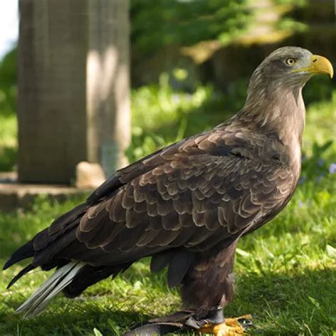 white tailed eagle discover fascinating facts  informat