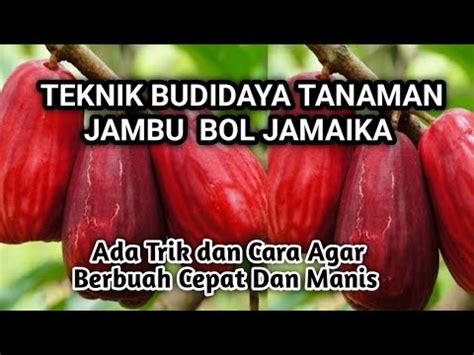 Teknik Budidaya Tanaman Jambu Bol Jamaika Ada Trik Dan Cara Agar