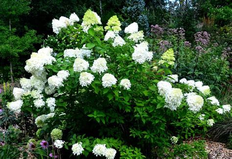 Hydrangea Lower Classifications Hydrangea Types Which One Is Yours Hydrangeas Are A Classic