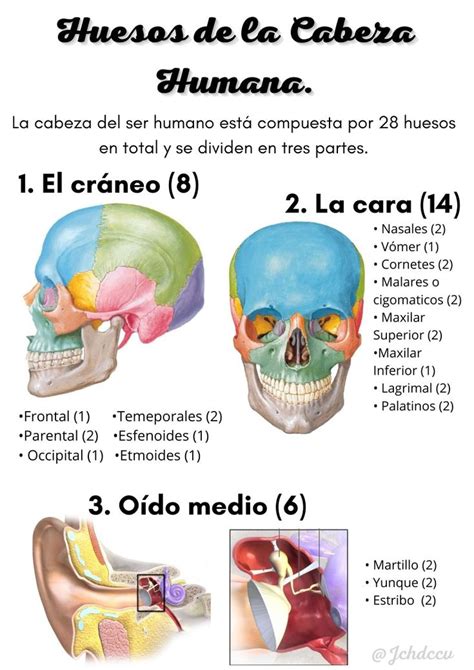 Huesos Del Craneo Y De La Cabeza Huesos Del Craneo Craneo Anatomia