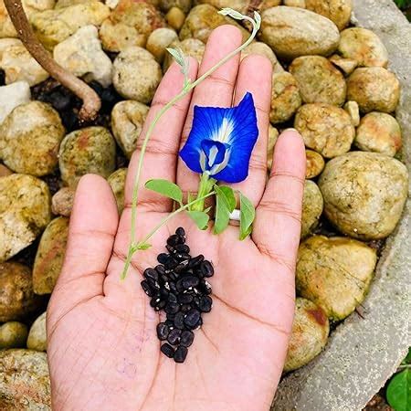 Amazon Seeds Butterfly Pea Flower Seeds Local Usa Blue