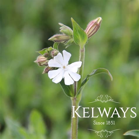 Silene Latifolia Subsp Alba Kelways Plants Ltd