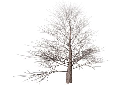 Descargar Árbol sin Hojas PNG transparente StickPNG