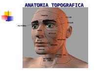 Ppt Anatomia Topografica Forense Aplicada A La Medicina Legal