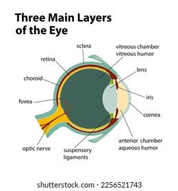 main layers eye stock vector royalty   shutterstock