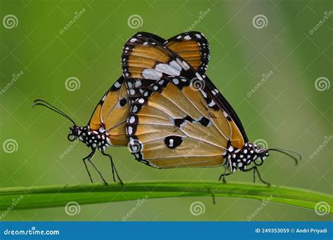 Butterflies Are Mating Butterfly Are Mating Stock Image Image Of