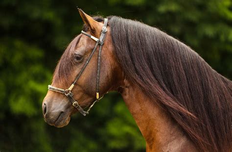 10 Best Spanish Horse Breeds