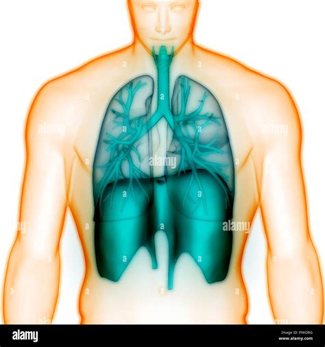 Anatomie Du Système Respiratoire Humain Photo Stock Alamy