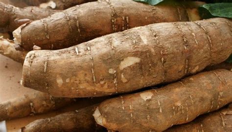 Yuca Qu Es Propiedades Beneficios Origen Tipos Caracter Sticas